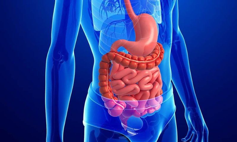 The Gastrointestinal System